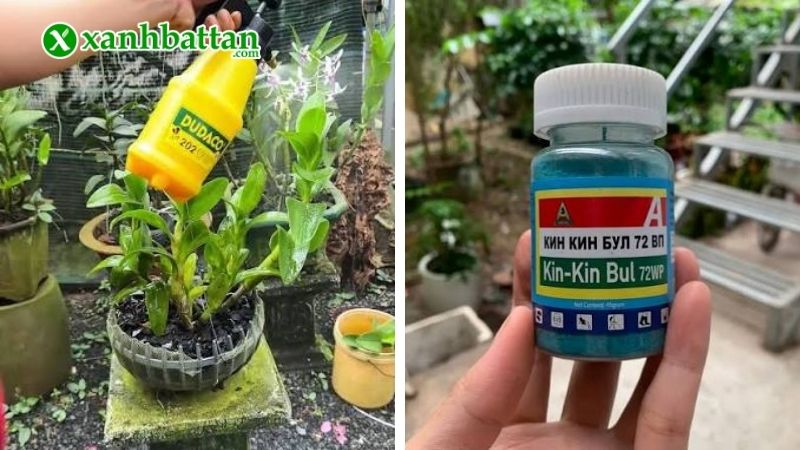 Hướng dẫn cách sử dụng thuốc trị thối nhũn cho Lan Kin Kin Bul 72WP