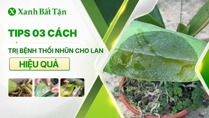 Tips 03 cách trị thối nhũn cho Lan không dùng thuốc