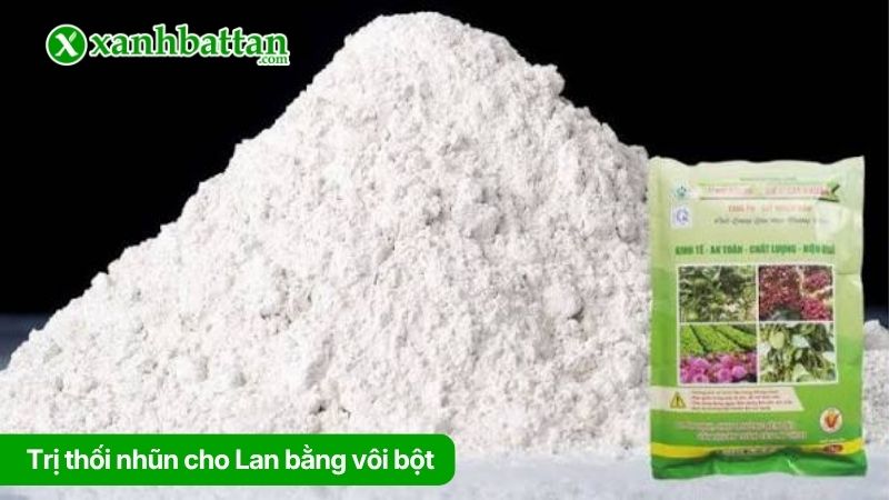 Trị thối nhũn cho Lan bằng vôi bột