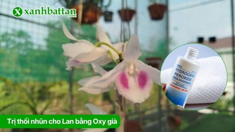 Trị thối nhũn cho Lan bằng Oxy già