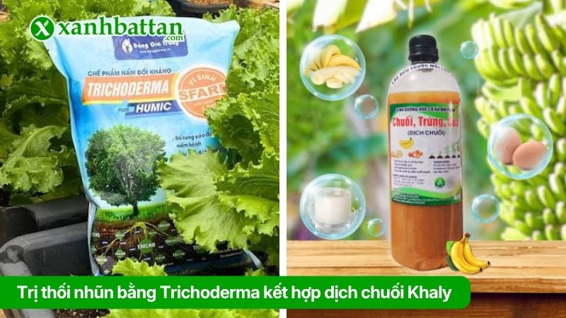Trị thối nhũn cho Lan bằng Trichoderma kết hợp dịch chuối Khaly