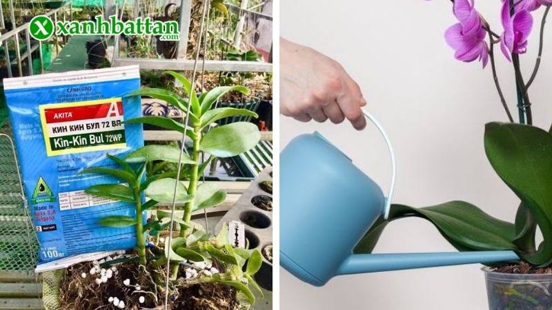 Lưu ý khi phòng, điều trị bệnh thối nhũn cho Lan