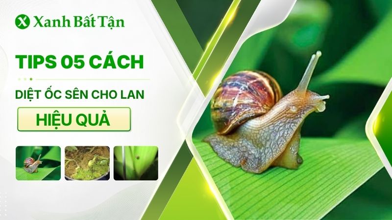Tips 05 cách diệt ốc sên cho Lan hiệu quả