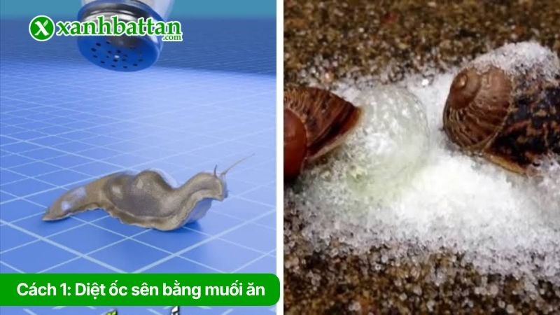 Cách 1: Diệt ốc sên bằng muối ăn