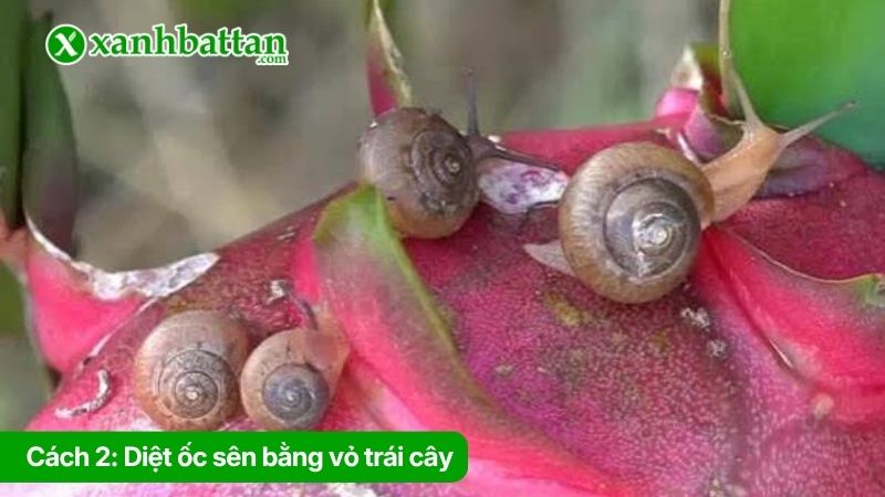 Cách 2: Diệt ốc sên bằng vỏ trái cây