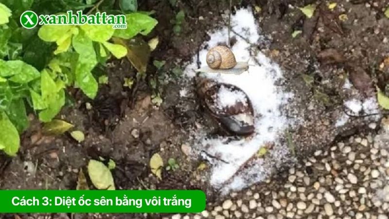 Cách 3: Diệt ốc sên bằng vôi trắng