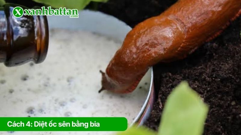 Cách 4: Diệt ốc sên bằng bia