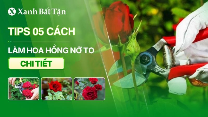 Tips 05 cách làm cho hoa Hồng nở to không phải ai cũng biết?