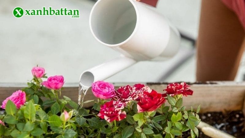 Chế độ tưới nước cho hoa Hồng hợp lý