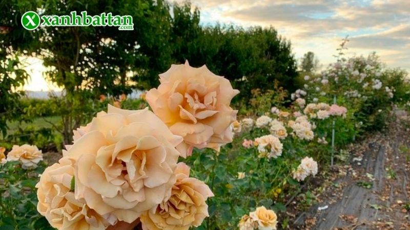 Chế độ ánh sáng, thời gian chiếu sáng hợp lí