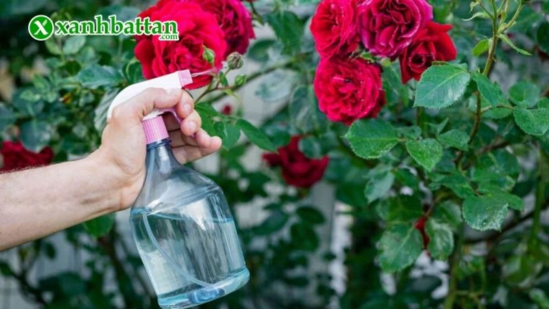 Phòng trừ sâu bệnh gây hại trên hoa Hồng