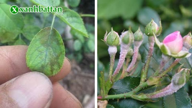 Các loại bệnh thường thấy trên cây hoa Hồng?