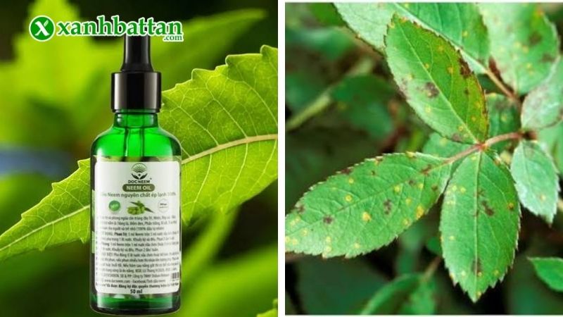 Trị nấm bằng sản phẩm sinh học Neem Oil