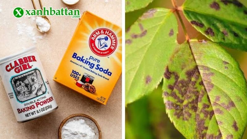 Trị nấm trên hoa Hồng bằng Baking Soda