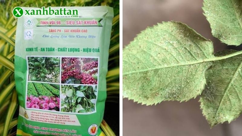Trị nấm trên cây hoa Hồng bằng tinh vôi trắng