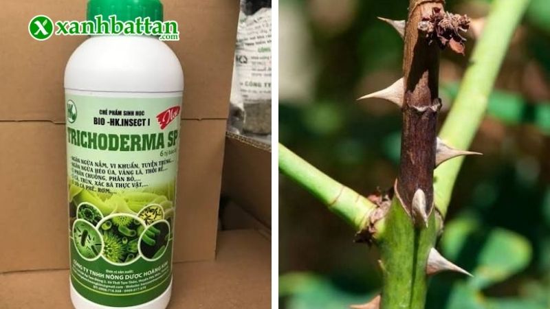 Trị nấm trên hoa Hồng bằng sản phẩm Trichoderma