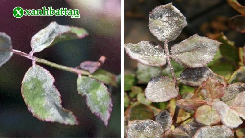 Bệnh phấn trắng trên hoa Hồng
