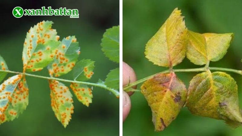 Bệnh rỉ sắt trên hoa Hồng