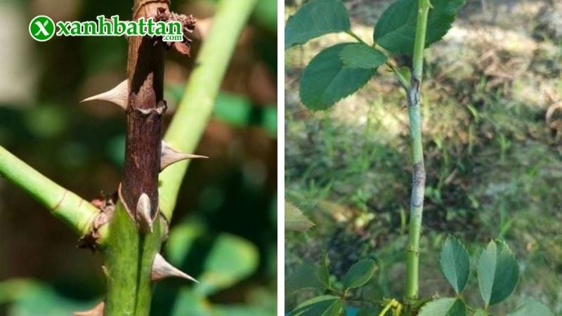 Bệnh đen thân trên hoa Hồng