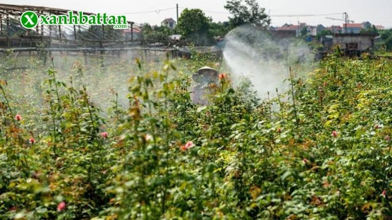 Cách trị nấm bệnh cho hoa Hồng phổ biến?