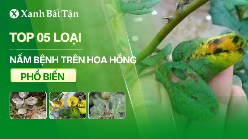 Top 05 loại bệnh phổ biến trên hoa Hồng do nấm gây ra