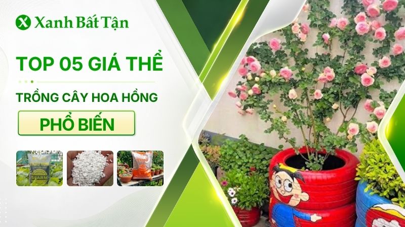Top 05 loại giá thể tốt phù hợp để trồng hoa Hồng