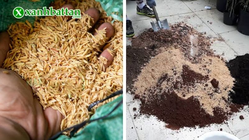 Giá thể vỏ trấu sống trồng hoa Hồng