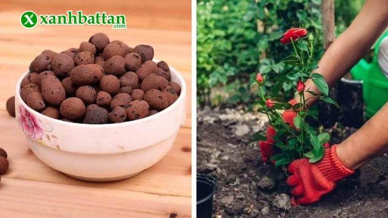 Viên đất nung (sỏi nhẹ) trồng hoa Hồng