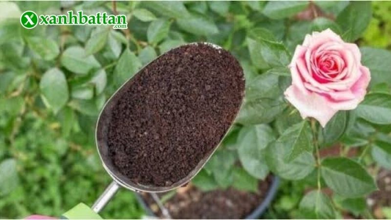 Tiêu chí chọn mua giá thể trồng hoa Hồng tốt?