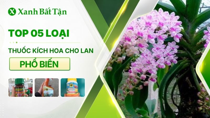 Top 05 loại thuốc kích hoa cho Lan phổ biến hiện nay