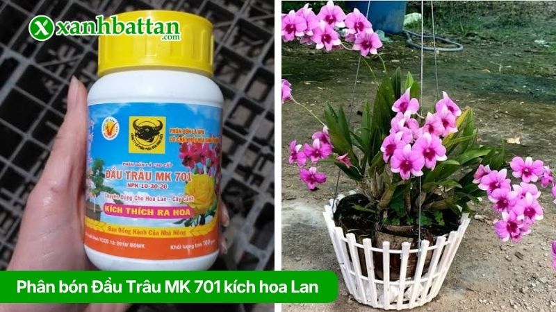 Phân bón Đầu Trâu MK 701 kích ra hoa cho Lan