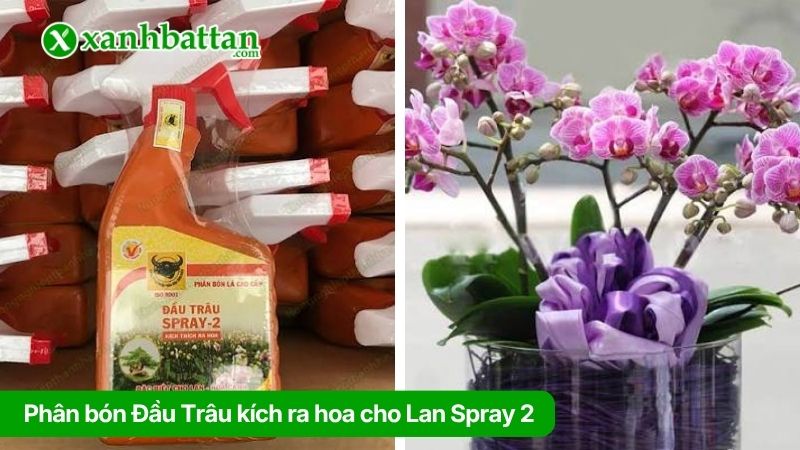 Phân bón Đầu Trâu kích ra hoa cho Lan Spray 2