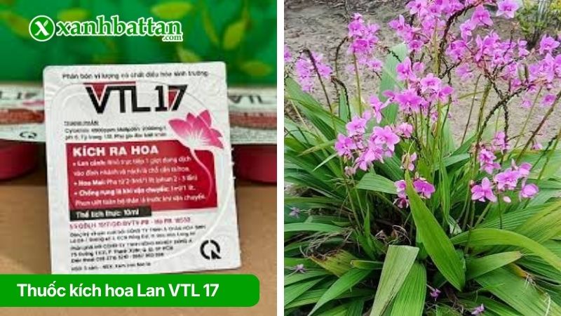 Thuốc kích hoa Lan VTL 17