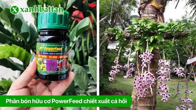 Phân bón hữu cơ PowerFeed chiết xuất cá hồi