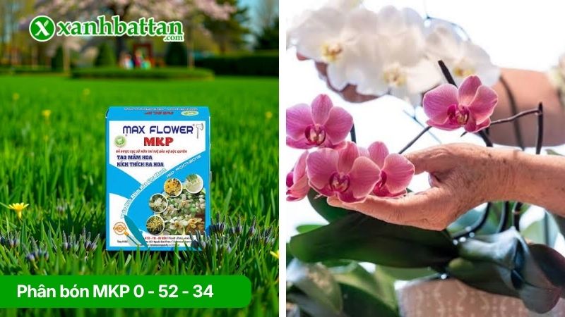 Phân bón MKP 0 - 52 - 34 kích ra hoa cực mạnh