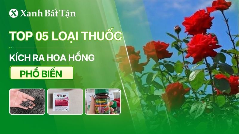 Top 05 loại thuốc kích hoa cho hoa Hồng phổ biến hiện nay