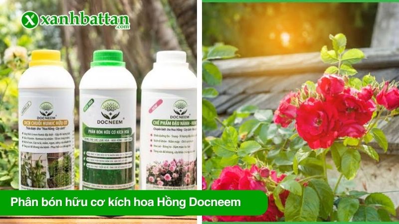 Phân bón hữu cơ kích hoa Hồng Docneem