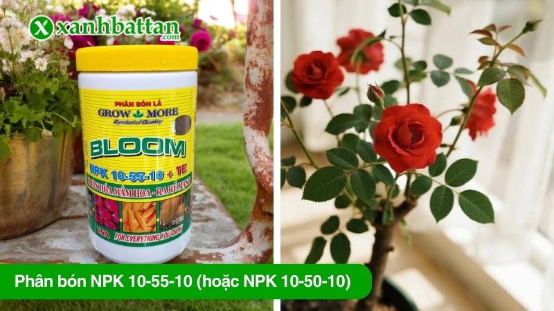 Phân bón NPK 10-55-10 (hoặc NPK 10-50-10) kích hoa