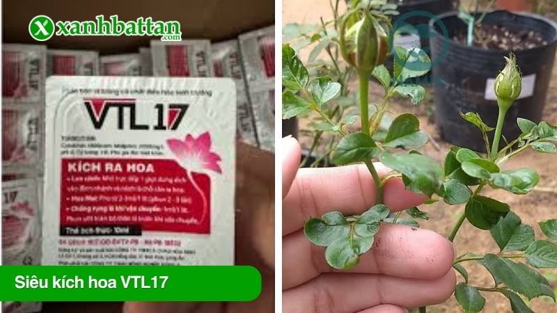 Siêu kích hoa VTL17