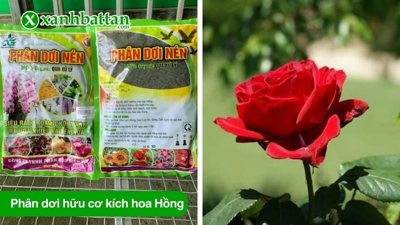 Phân dơi hữu cơ kích hoa Hồng