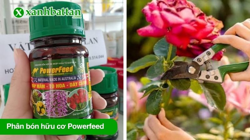 Phân bón hữu cơ Powerfeed chiết xuất cá hồi