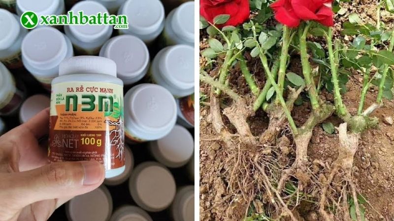 Thuốc kích rễ hoa Hồng N3M