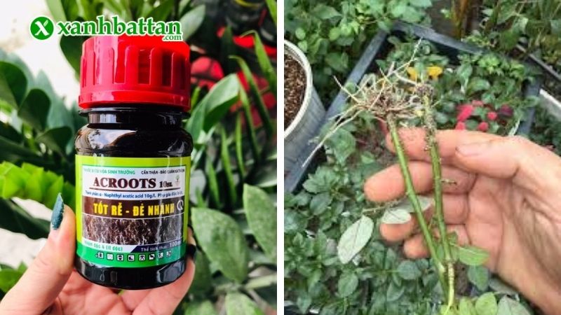 Thuốc kích rễ Acroots 10 SL