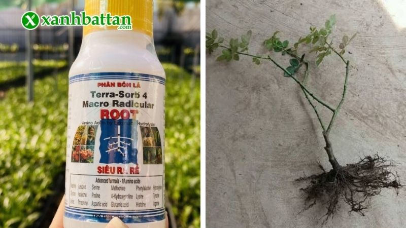 Terra Sorb 4 kích rễ hoa Hồng