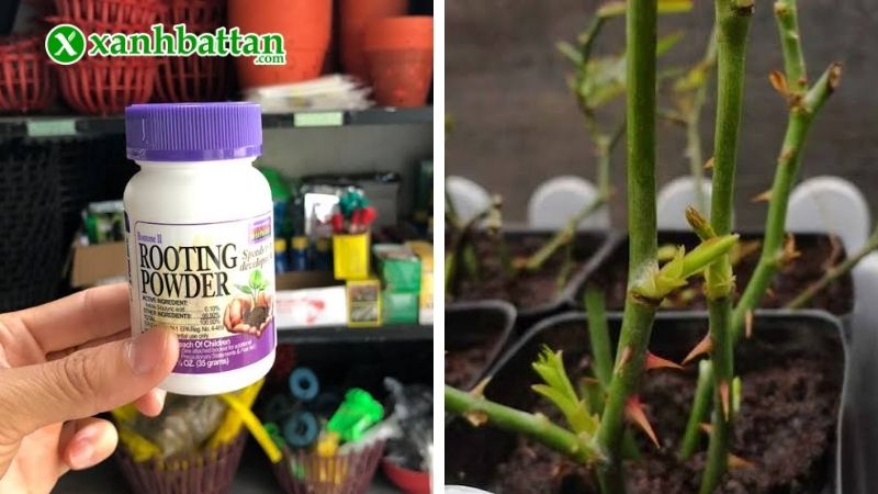 Thuốc kích rễ Rooting Powder của Mỹ
