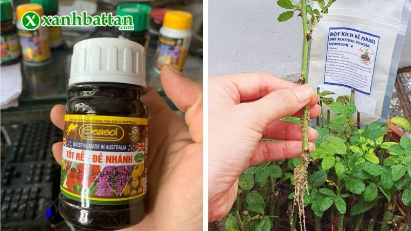Seasol kích rễ hoa Hồng
