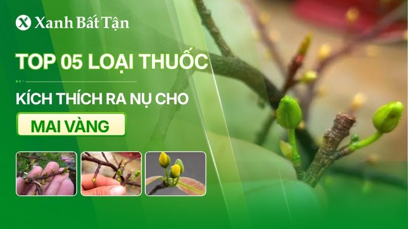 Top 05 loại thuốc kích thích ra nụ cho Mai tốt hiện nay