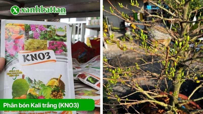 Phân bón Kali trắng (KNO3) siêu kích hoa