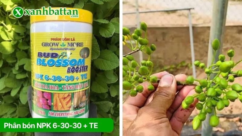 Phân bón NPK 6-30-30 + TE