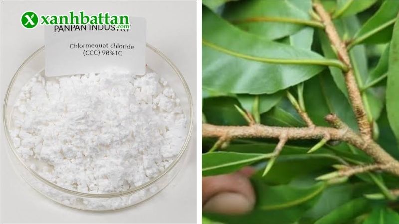 Thuốc kích nụ điều hòa sinh trưởng Chlorormequat Chloride, Cycocel CC